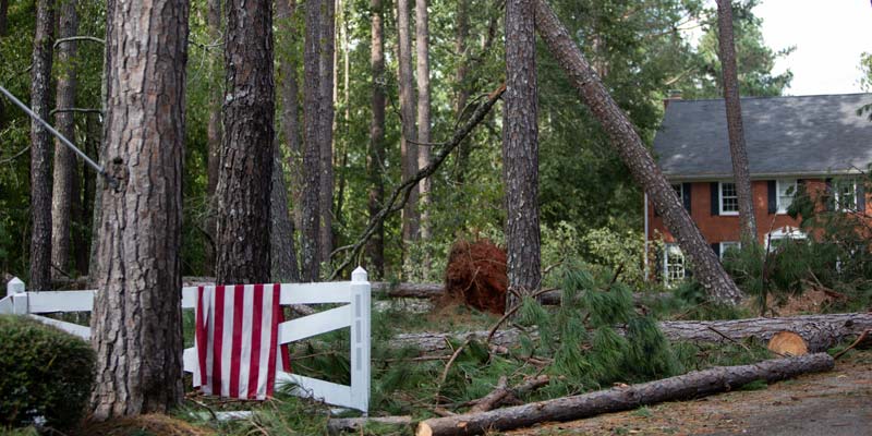 Fallen trees around home
